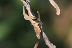Brachygastra lecheguana