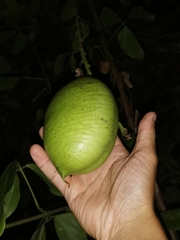 Strongylodon macrobotrys