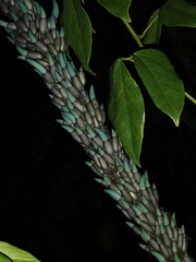 Strongylodon macrobotrys