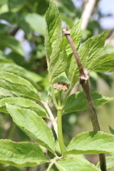 Sambucus nigra