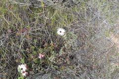 Ursinia pilifera