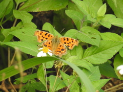 Polygonia c-aureum lunulata