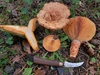 Saffron Milkcap - Photo (c) timendez, some rights reserved (CC BY-NC), uploaded by timendez