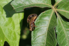 Chelymorpha indigesta