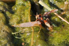 Polistes cavapyta