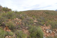 Pteronia fasciculata