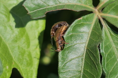 Chelymorpha indigesta