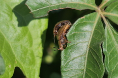 Chelymorpha indigesta
