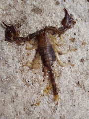 Euscorpius flavicaudis