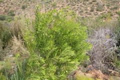 Gomphocarpus
