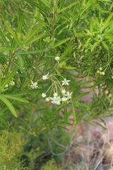Gomphocarpus