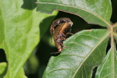Chelymorpha indigesta