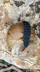 Nyctophila reichii