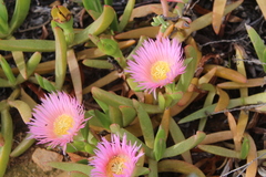 Carpobrotus mellei