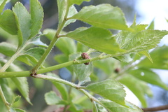 Sambucus nigra