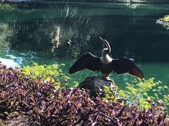 Anhinga