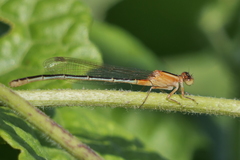 Ischnura fluviatilis