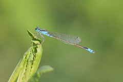 Ischnura fluviatilis