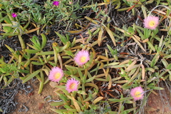 Carpobrotus mellei