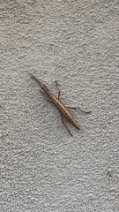 Anisomorpha buprestoides