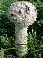 Saproamanita
