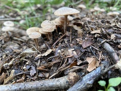 Rhodocybe