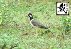 Vanellus indicus