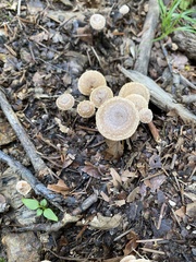 Rhodocybe