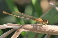 Ischnura fluviatilis