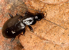 Agonum gracile