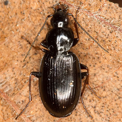 Agonum gracile