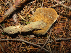 Suillus bovinus