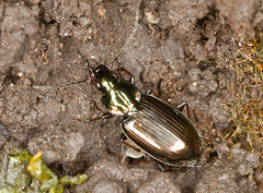 Agonum muelleri