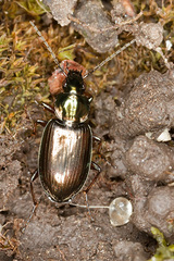 Agonum muelleri