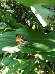 Doxocopa laurentia laurentia