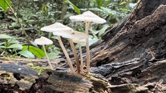 Favolaschia manipularis