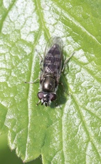 Platycheirus chalconota