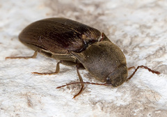 Agriotes obscurus