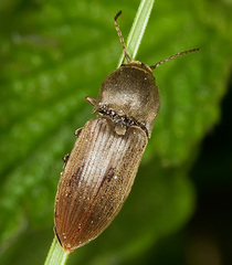 Agriotes obscurus
