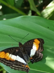 Doxocopa laurentia laurentia