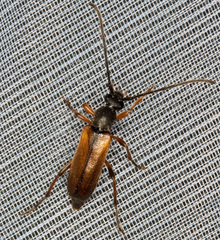 Alosterna tabacicolor