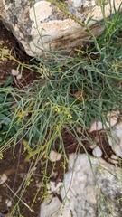 Bupleurum fruticescens