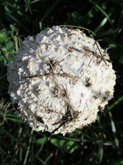 Saproamanita