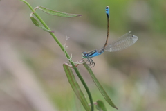 Ischnura fluviatilis