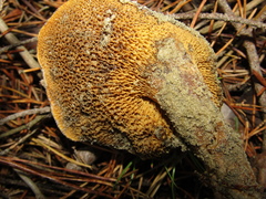Suillus bovinus