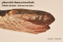 Calliophis maculiceps