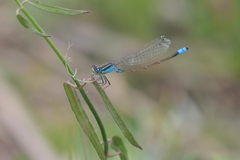 Ischnura fluviatilis