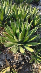 Agave univittata