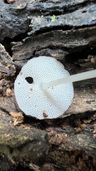 Favolaschia manipularis