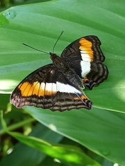 Doxocopa laurentia laurentia